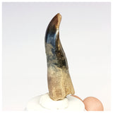 1304 - Top Rooted Jobaria Sauropod Dinosaur Tooth Jurassic Tiouraren Fm
