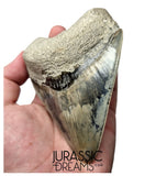 J568 - Gem Grade Killer Blue Megalodon Tooth from Rare Indonesia Location