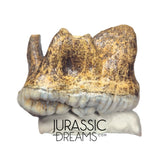 S234 - Gem Grade Huge Ice Age Cave Bear (Ursus spelaeus) Upper Molar Tooth (M2) - Pleistocene