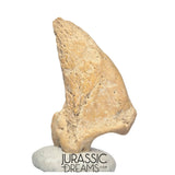 S232 - Amazing Huge Ice Age Cave Bear (Ursus spelaeus) Claw - Upper Pleistocene