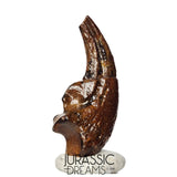 J106 - Top Rare Killer Alvarezsaurid Theropod Dinosaur Manus Claw - Lower Cretaceous Elrhaz Fm