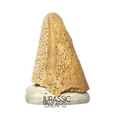 J488 - Ultra Rare Pachycephalosaurus wyomingensis Foot Claw - Late Cretaceous - Hell Creek Fm