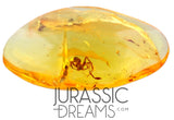 J332 - Museum Grade Large SPIDER & VELVET ANT Rare MUTILLIDAE Fossil Inclusion Genuine BALTIC AMBER + HQ Picture