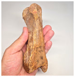 1498 - Museum Grade Spinosaurus aegyptiacus Dinosaur Complete Toe Finger with Claw- KemKem Beds