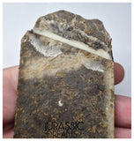 J567 - Museum Grade Rare Jeholotriton paradoxus - Primitive Jurassic Salamander - Daohugou Beds