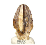 S506 - Exceedingly Rare Iguanodontian (cf Elrhazosaurus or Lurdusaurus) Dinosaur Tooth - Lower Cretaceous