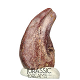 J223 - Top Rare Killer Unidentified Theropod Dinosaur Claw - Lower Cretaceous Elrhaz Fm