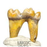 S400 - Gem Grade Ice Age Cave Bear (Ursus spelaeus) Lower Dentary Molar Tooth (M1)