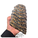 S236 - Nicely Preserved Huge Ice Age Woolly Mammoth (Mammuthus primigenius) Upper Molar Tooth