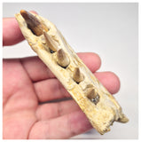 1517 - Museum Grade Juvenile Spinosaurus Dinosaur Right Hemi dentary jaw- Cretaceous KemKem Beds