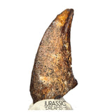 S520 - Museum Grade Rare Abelisaurid Dinosaur (cf Kryptops) Foot Claw - Elrhaz Fm