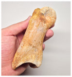 1527 - Museum Grade Spinosaurus aegyptiacus Dinosaur Complete Toe Finger with Claw- KemKem Beds