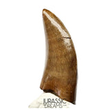 J566 - Tyrannosaur Dinosaur Tooth - Nanotyrannus sp - Late Cretaceous - Lance Creek Fm
