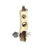 20017 - Unusual Suchomimus tenerensis Spinosaurid Dinosaur Left Hemi dentary IN CATAWIKI AUCTION NOW