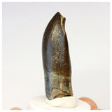 1305 - Gem Grade Jobaria Sauropod Dinosaur Tooth Jurassic Tiouraren Fm