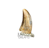 S73 - Top Rare Acheroraptor temertyorum (Dromaeosaurid Raptor Theropod) Dinosaur Tooth - Hell Creek Formation