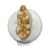S400 - Gem Grade Ice Age Cave Bear (Ursus spelaeus) Lower Dentary Molar Tooth (M1)