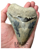 J568 - Gem Grade Killer Blue Megalodon Tooth from Rare Indonesia Location