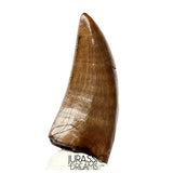 J566 - Tyrannosaur Dinosaur Tooth - Nanotyrannus sp - Late Cretaceous - Lance Creek Fm