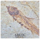 S380- Aesthetic "Knightia eocaena" Fossil Fish Mass Mortality Plate with 4 specimens - Eocene Age from USA