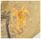 C15 - Finest Grade Soft Bodied Marrellomorph Furca mauretanica Associated with Euloma Trilobite Ordovician Fezouata