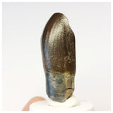 1305 - Gem Grade Jobaria Sauropod Dinosaur Tooth Jurassic Tiouraren Fm