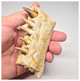 1517 - Museum Grade Juvenile Spinosaurus Dinosaur Right Hemi dentary jaw- Cretaceous KemKem Beds