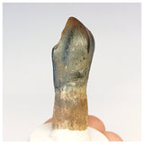 1304 - Top Rooted Jobaria Sauropod Dinosaur Tooth Jurassic Tiouraren Fm