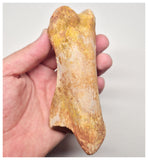 1527 - Museum Grade Spinosaurus aegyptiacus Dinosaur Complete Toe Finger with Claw- KemKem Beds