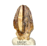 S506 - Exceedingly Rare Iguanodontian (cf Elrhazosaurus or Lurdusaurus) Dinosaur Tooth - Lower Cretaceous
