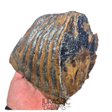 S236 - Nicely Preserved Huge Ice Age Woolly Mammoth (Mammuthus primigenius) Upper Molar Tooth