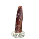 S169 - Top Rare Finest Quality Nigersaurus taqueti (Rebbachisaurid) Sauropod Dinosaur Tooth