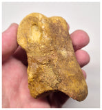 1527 - Museum Grade Spinosaurus aegyptiacus Dinosaur Complete Toe Finger with Claw- KemKem Beds