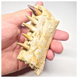 1517 - Museum Grade Juvenile Spinosaurus Dinosaur Right Hemi dentary jaw- Cretaceous KemKem Beds