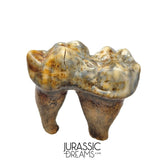 S341 - Gem Grade Ice Age Cave Bear (Ursus spelaeus) Lower Dentary Molar Tooth (M1)