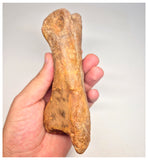 1498 - Museum Grade Spinosaurus aegyptiacus Dinosaur Complete Toe Finger with Claw- KemKem Beds