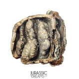 S406 - Nicely Preserved Huge Ice Age Woolly Mammoth (Mammuthus primigenius) Upper Molar Tooth