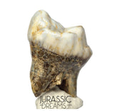 S402 - Gem Grade Huge Ice Age Cave Bear (Ursus spelaeus) Upper Molar Tooth (M2) - Pleistocene