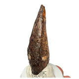 S520 - Museum Grade Rare Abelisaurid Dinosaur (cf Kryptops) Foot Claw - Elrhaz Fm