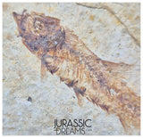 S380- Aesthetic "Knightia eocaena" Fossil Fish Mass Mortality Plate with 4 specimens - Eocene Age from USA