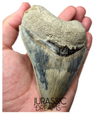 J568 - Gem Grade Killer Blue Megalodon Tooth from Rare Indonesia Location