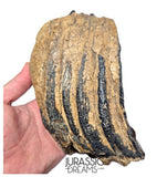 S338 - Nicely Preserved Huge Ice Age Woolly Mammoth (Mammuthus primigenius) Upper Molar Tooth