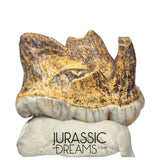 S234 - Gem Grade Huge Ice Age Cave Bear (Ursus spelaeus) Upper Molar Tooth (M2) - Pleistocene