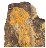 J507 - Museum Grade Rare Jeholotriton paradoxus - Primitive Jurassic Salamander - Daohugou Beds