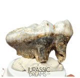 S402 - Gem Grade Huge Ice Age Cave Bear (Ursus spelaeus) Upper Molar Tooth (M2) - Pleistocene