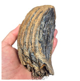 S406 - Nicely Preserved Huge Ice Age Woolly Mammoth (Mammuthus primigenius) Upper Molar Tooth