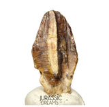 S506 - Exceedingly Rare Iguanodontian (cf Elrhazosaurus or Lurdusaurus) Dinosaur Tooth - Lower Cretaceous