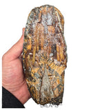 S338 - Nicely Preserved Huge Ice Age Woolly Mammoth (Mammuthus primigenius) Upper Molar Tooth