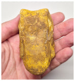 1527 - Museum Grade Spinosaurus aegyptiacus Dinosaur Complete Toe Finger with Claw- KemKem Beds