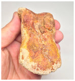 1498 - Museum Grade Spinosaurus aegyptiacus Dinosaur Complete Toe Finger with Claw- KemKem Beds